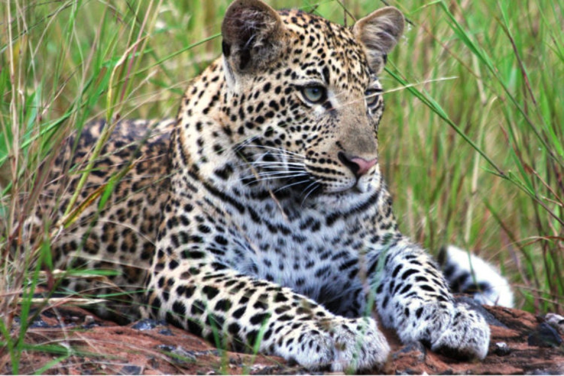 young_leopard