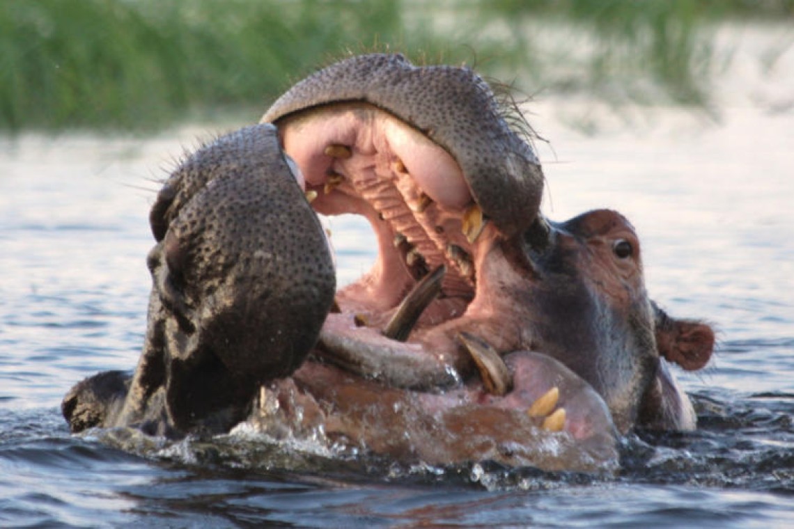 fighting_hippos